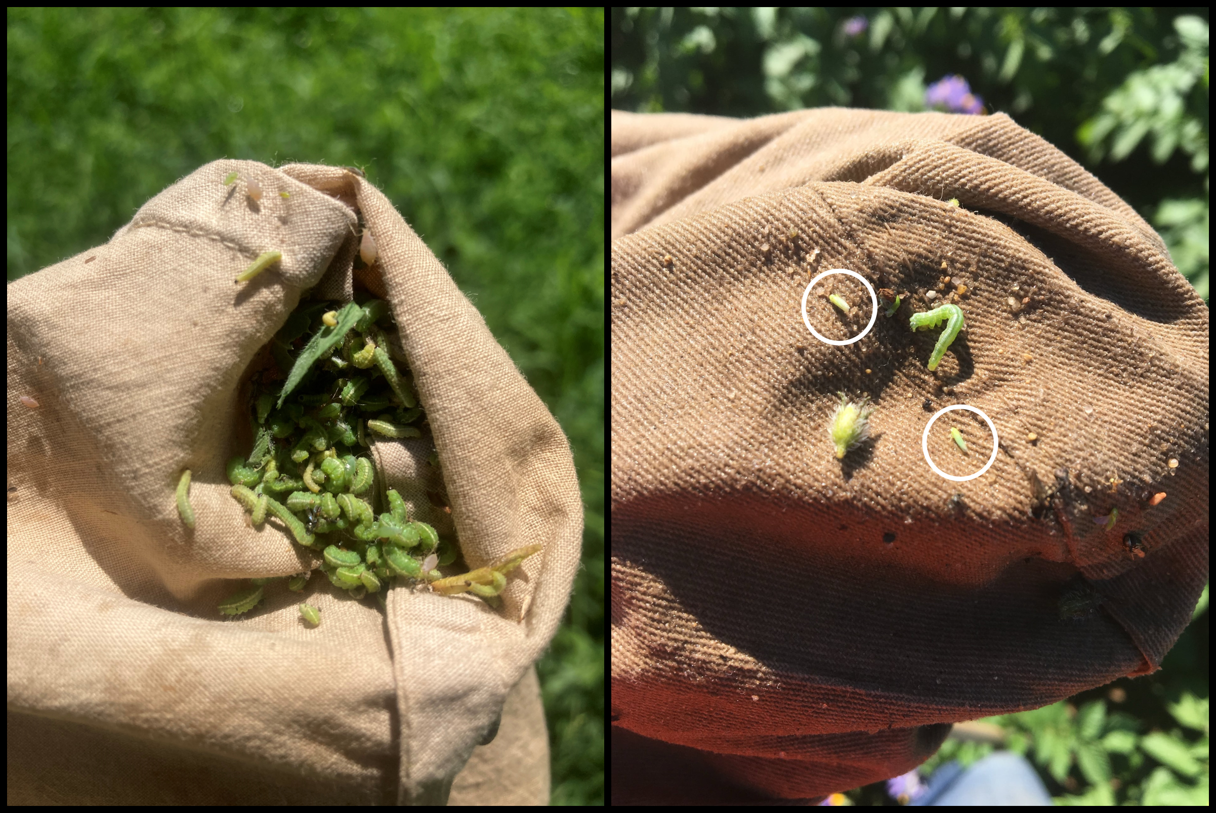 Alfalfa weevil larvae and potato leafhoppers.